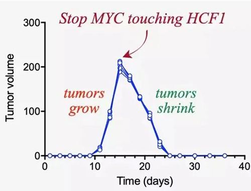 可以“融化”肿瘤的蛋白质,你一定没有听说过!